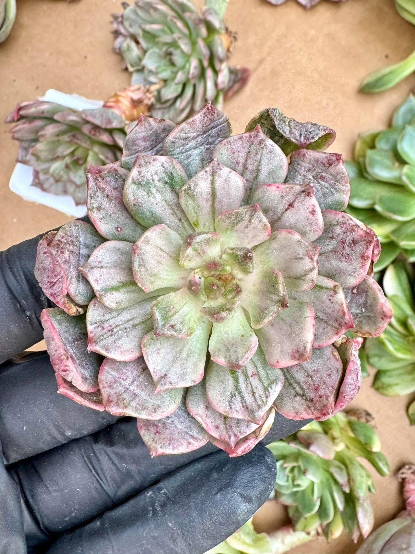 Echeveria Silver Olivia Variegated | Live Succulent Plant | Korean Succulent | Variegated Echeveria | Imported Plants