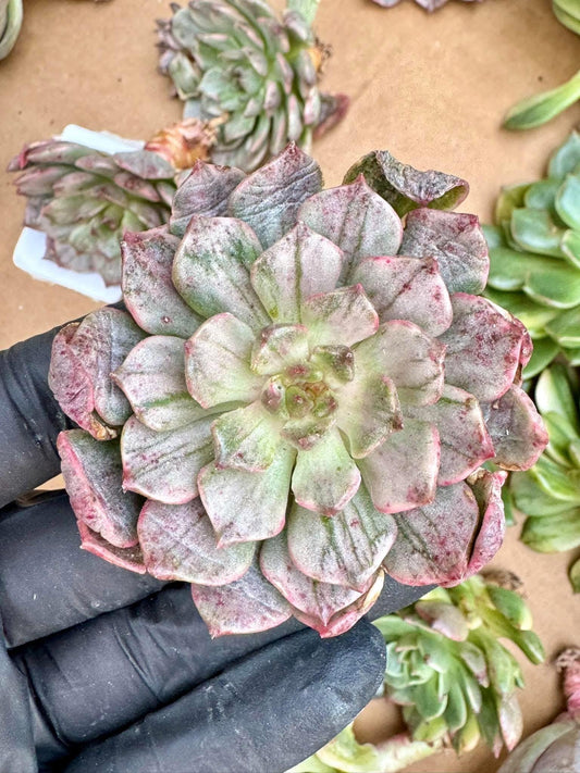 Echeveria Silver Olivia Variegated | Live Succulent Plant | Korean Succulent | Variegated Echeveria | Imported Plants