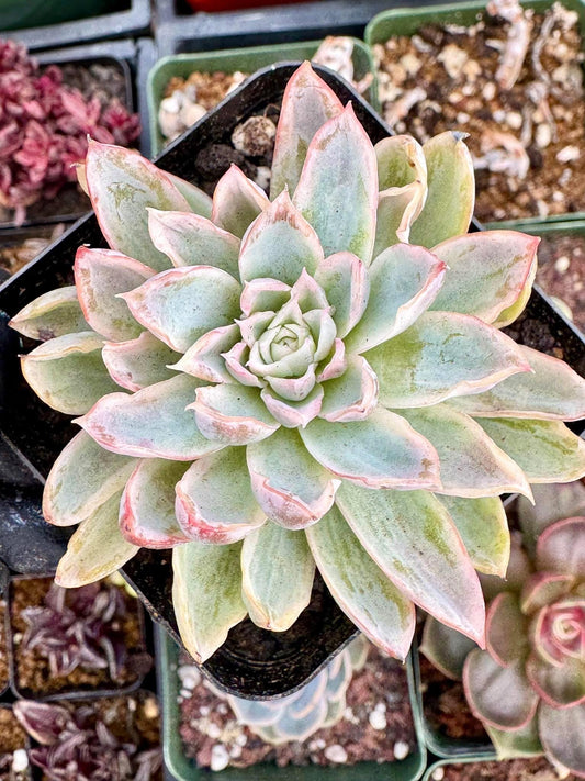 Echeveria Violet Queen Variegated | Live Succulent Plant | Korean Succulent | Variegated Pachyveria | Imported Plants | Echeveria Clusters