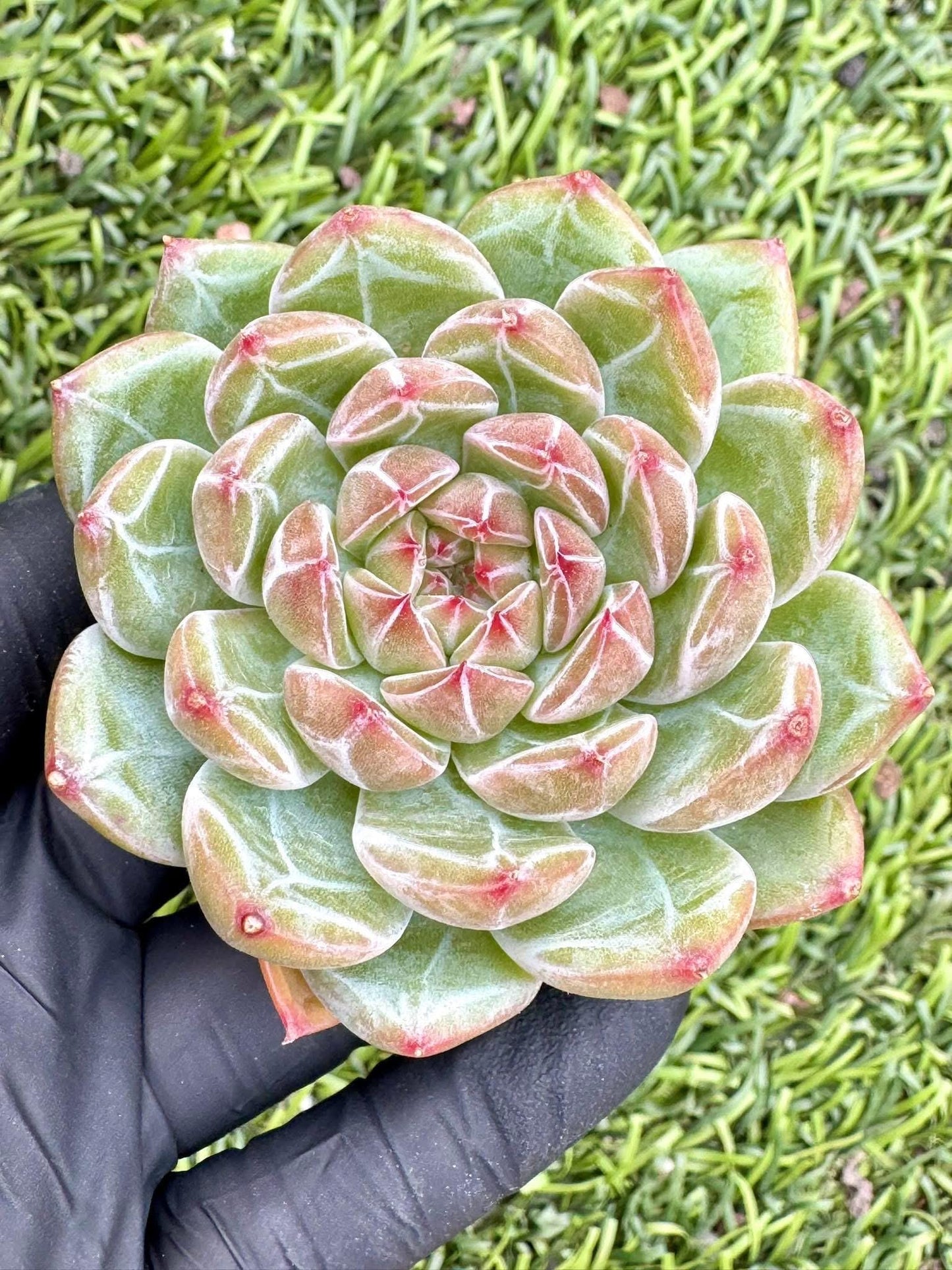 Echeveria Snowflake | Live Succulent Plant | Korean Succulent | Variegated Echeveria | Imported Plants