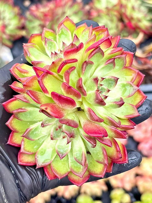 Echeveria Love Heart | Live Succulent Plant | Korean Succulent | Rare Imported Echeveria | Imported Plants