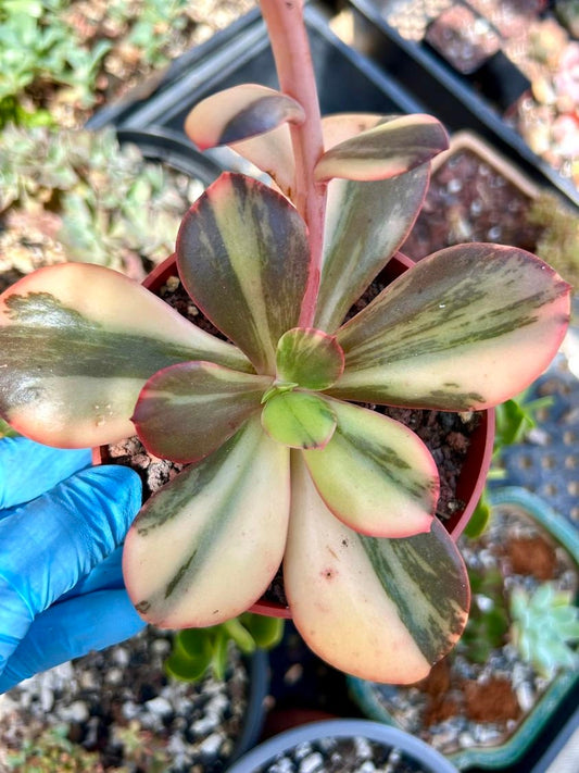 Echeveria Primadonna Variegated | 4” pot | Live Succulent Plant | Korean Succulent | Variegated Echeveria | Imported Plants