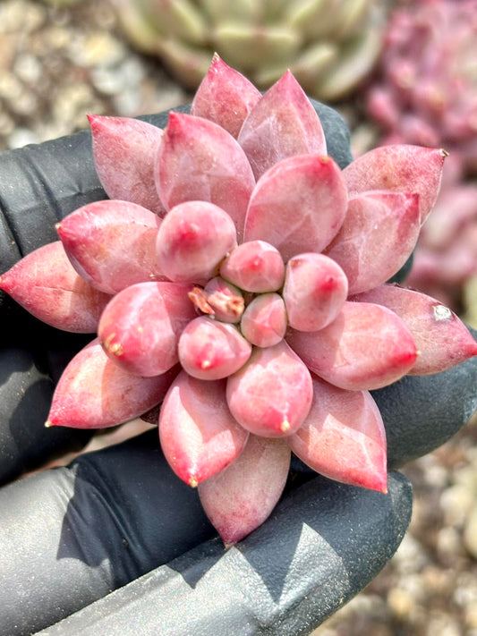 Echeveria Goldfish Hime | Live Succulent Plant | Korean Succulent | Rare Imported Echeveria | Imported Plants