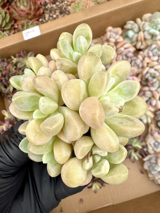 Echeveria Purple Taro | Rare Imported Succulent | Collector’s Succulent