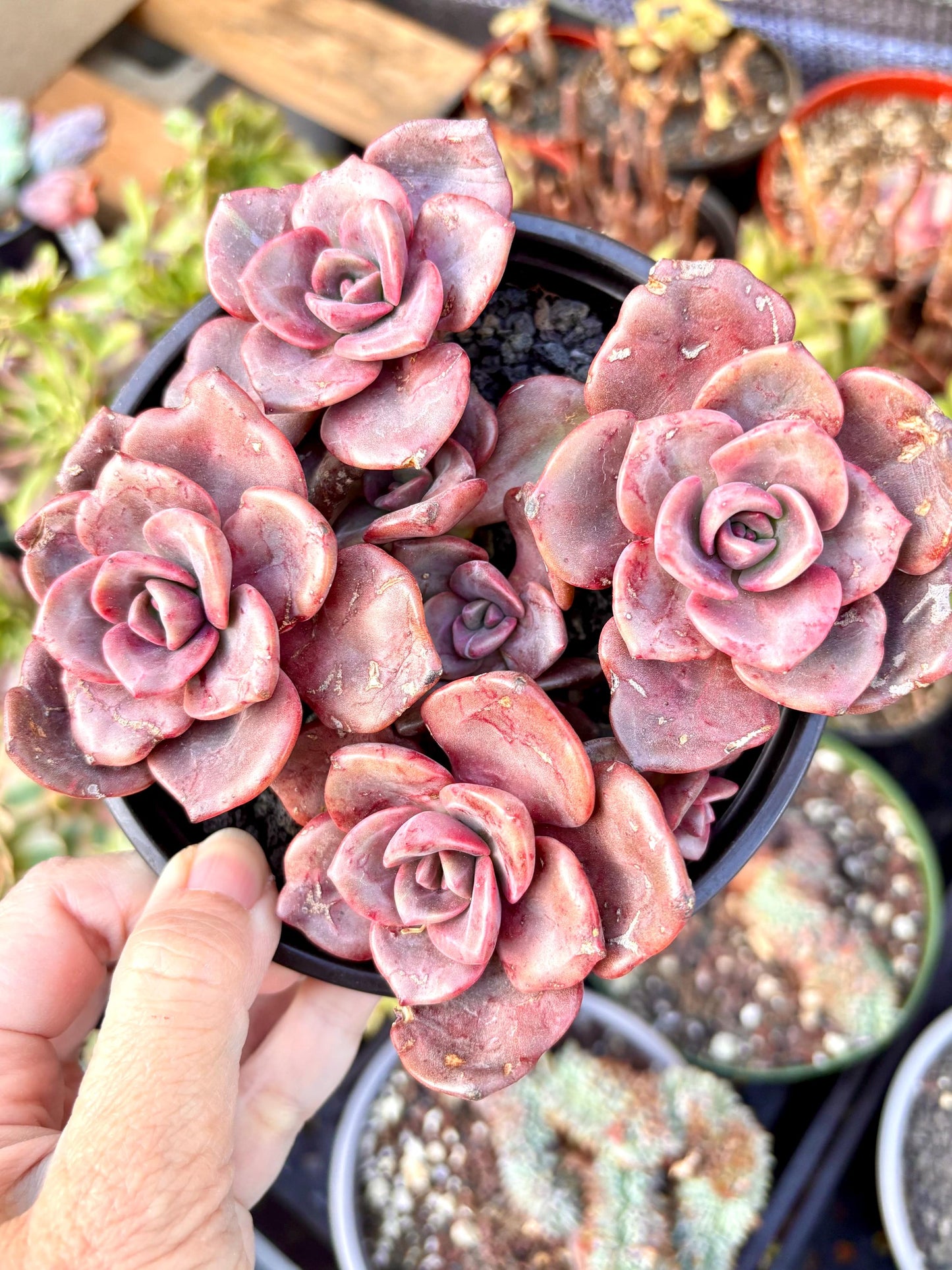 Echeveria Rainbow Candy | 4” pot | Live Succulent Plant | Korean Succulent | Variegated Pachyveria | Imported Plants | Echeveria Clusters