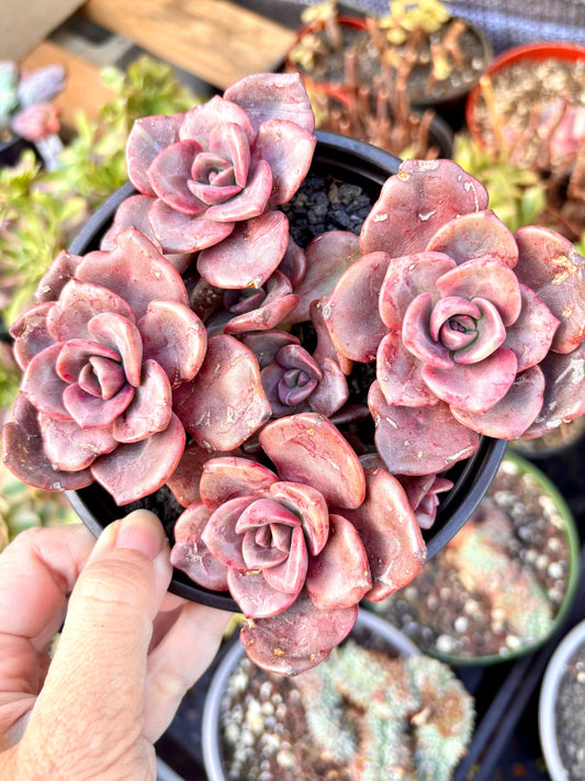 Echeveria Rainbow Candy | 4” pot | Live Succulent Plant | Korean Succulent | Variegated Pachyveria | Imported Plants | Echeveria Clusters