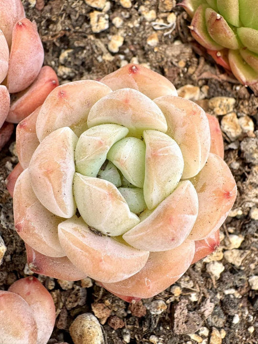 Echeveria Cherry Blossom Snow | Rare Imported Succulent | Collector’s Succulent