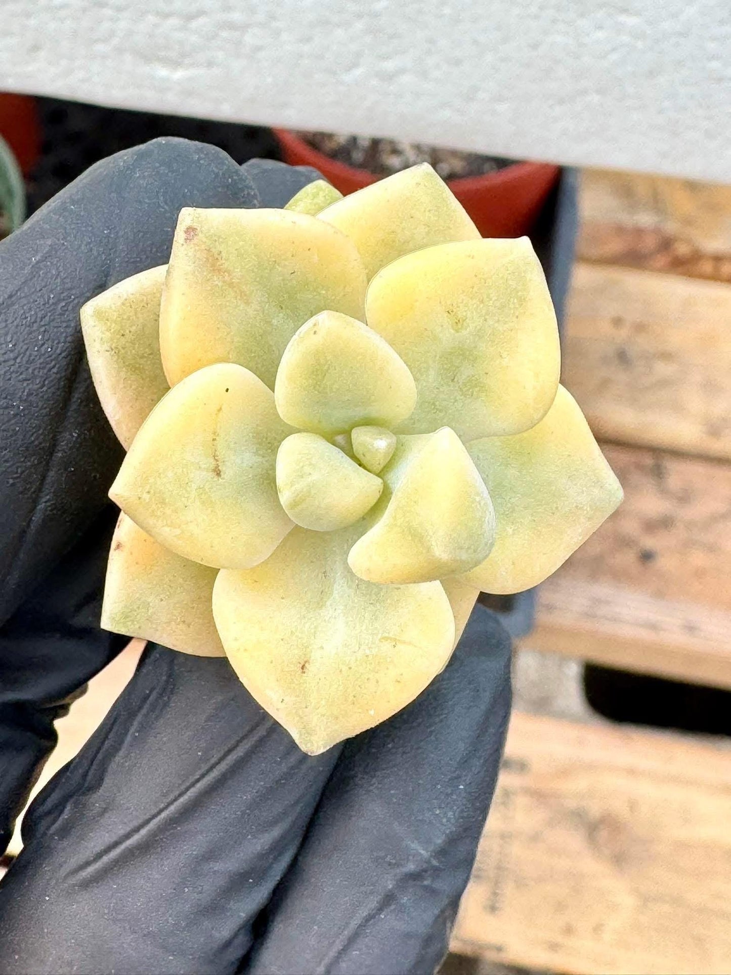 Echeveria Apricot Beauty Variegated (5pcs) | Live Succulent Plant | Korean Succulent | Variegated Pachyveria | Imported Plants