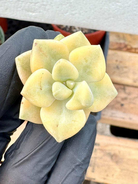 Echeveria Apricot Beauty Variegated (5pcs) | Live Succulent Plant | Korean Succulent | Variegated Pachyveria | Imported Plants