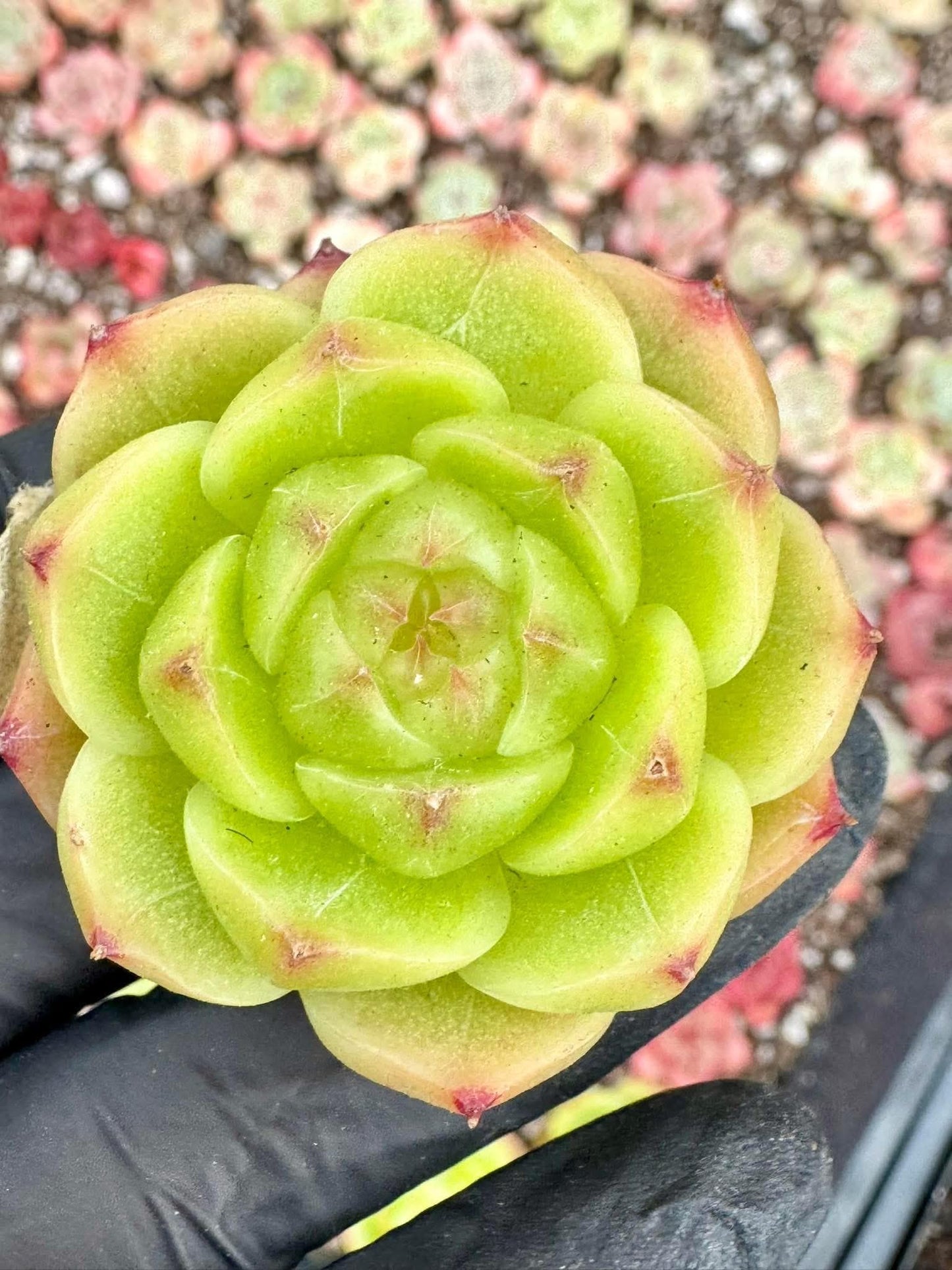 Echeveria Lingxin | Live Succulent Plant | Korean Succulent | Variegated Echeveria | Imported Plants | Echeveria Clusters