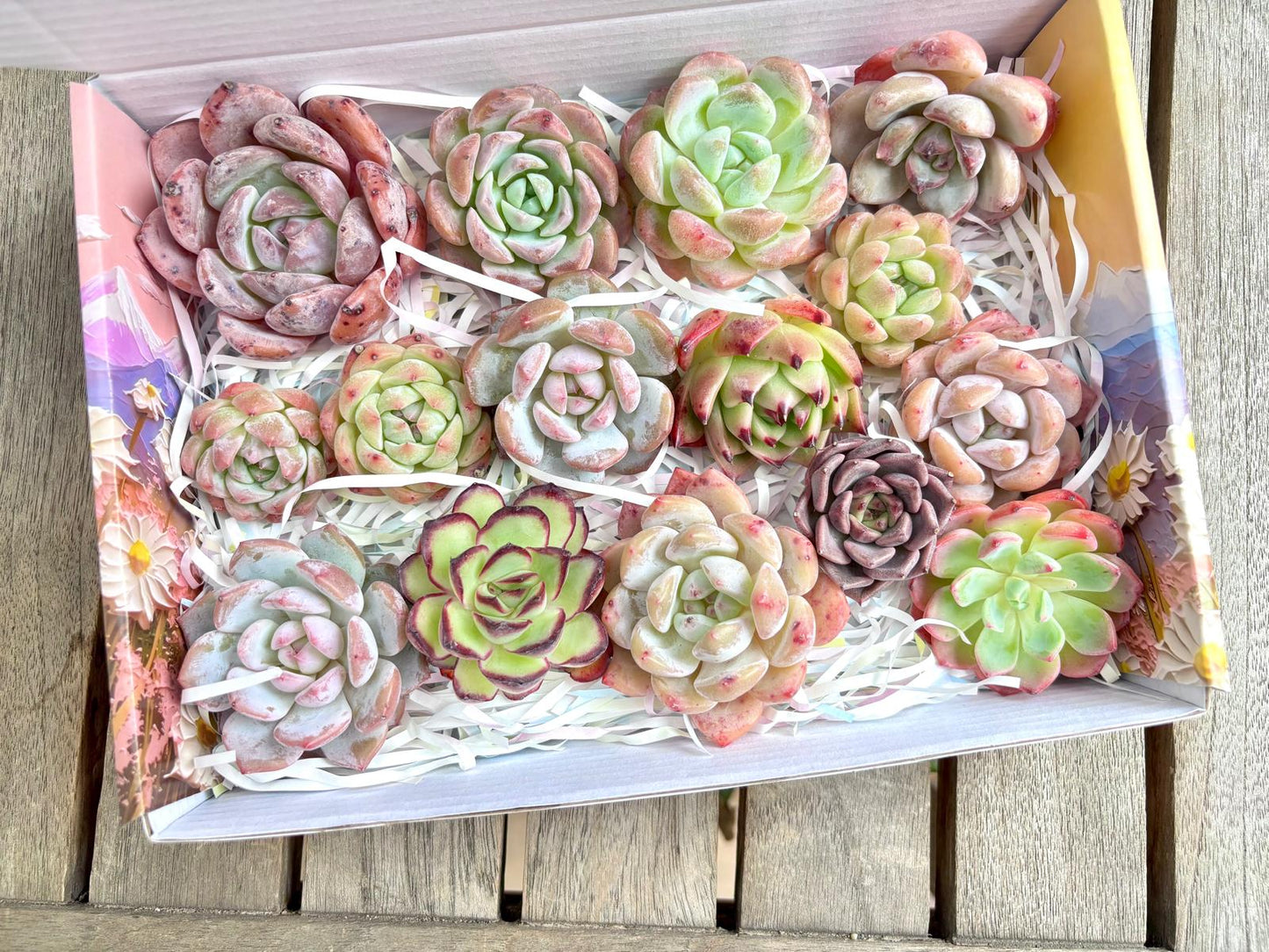 Echeveria Gift Box - 15 Pcs Live Succulent Plants - Gift Basket - Assorted Color Succulent Plants