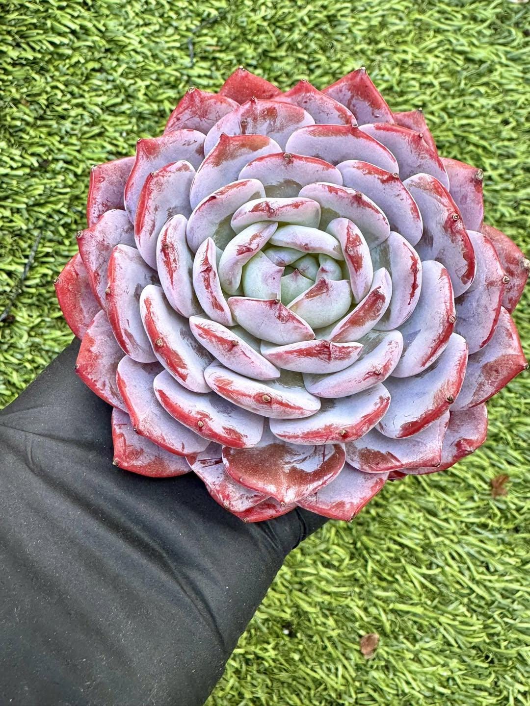 Echeveria Shu Qi | Live Succulent Plant | Korean Succulent | Rare Imported Echeveria | Imported Plants
