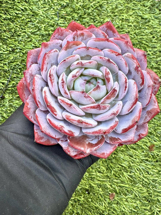 Echeveria Shu Qi | Live Succulent Plant | Korean Succulent | Rare Imported Echeveria | Imported Plants