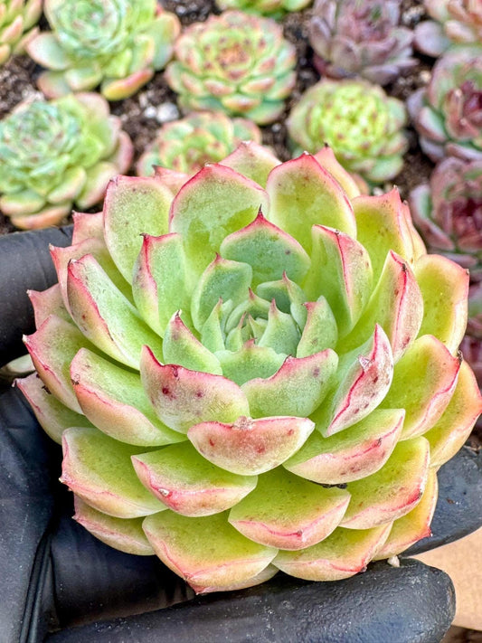 Echeveria Linjie | Live Succulent Plant | Korean Succulent | Variegated Echeveria | Imported Plants | Echeveria Clusters