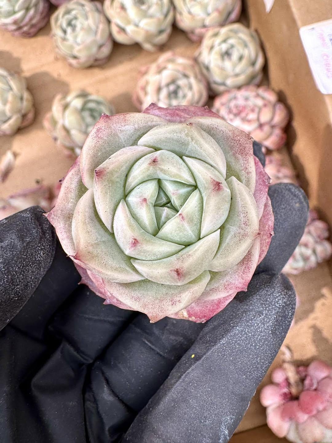 Echeveria Fan Velvet | Rare Imported Succulent | Collector’s Succulent