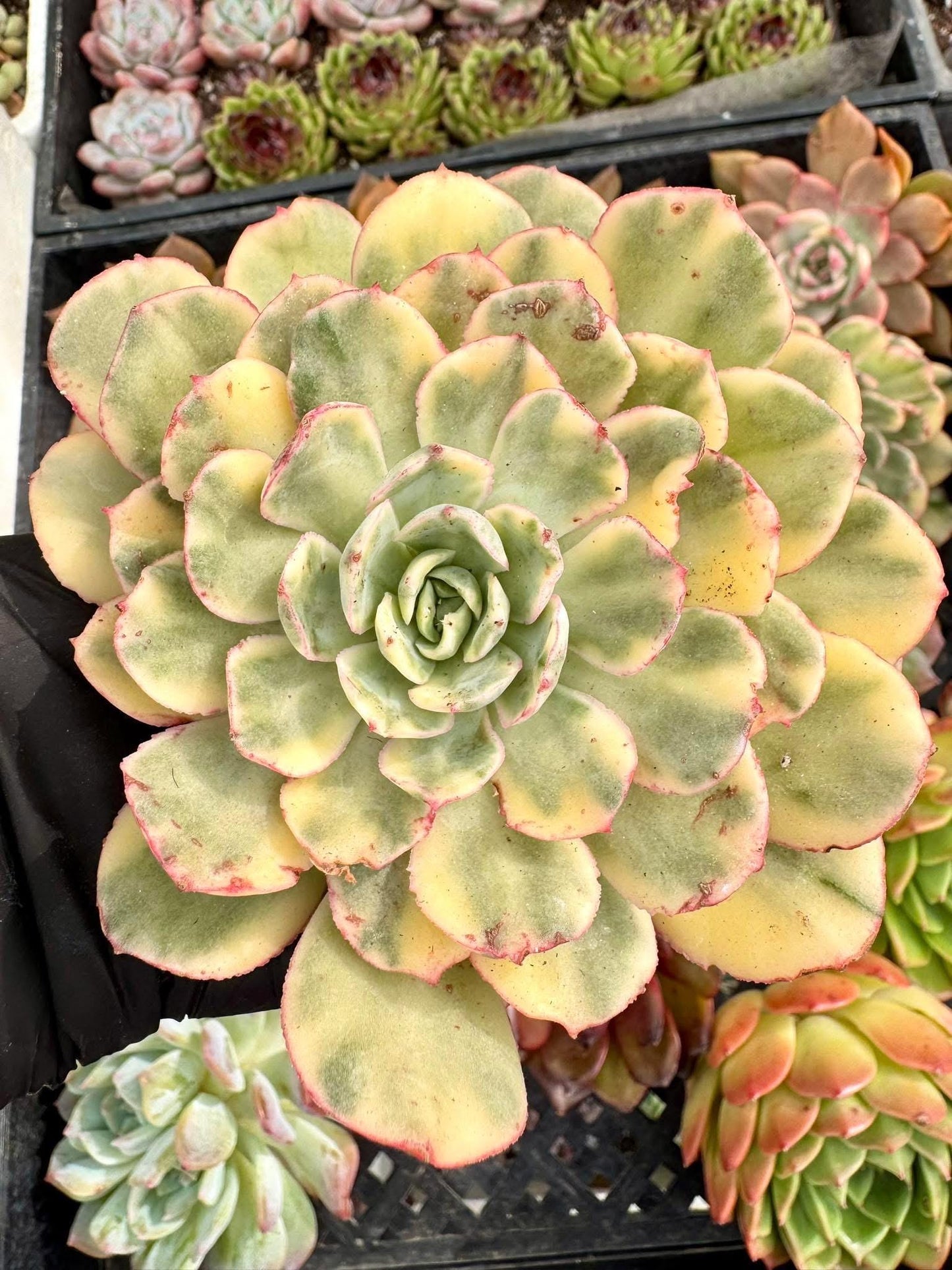 Echeveria Prajna Variegated | Live Succulent Plant | Korean Succulent | Variegated Echeveria | Imported Plants | Echeveria Clusters