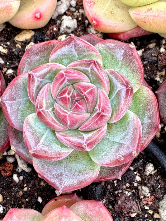 Echeveria Harlem | Live Succulent Plant | Korean Succulent | Variegated Echeveria | Imported Plants
