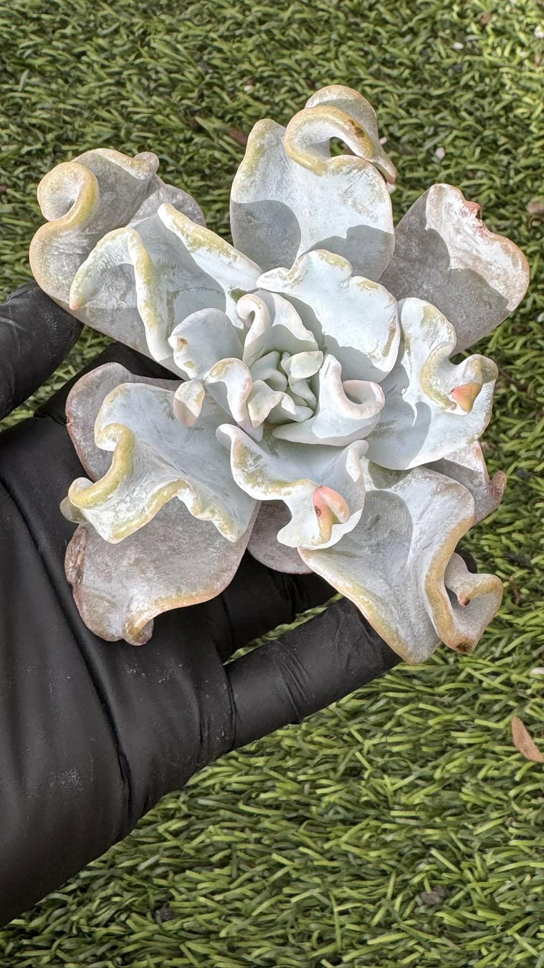 Echeveria Queen Crown | Live Succulent Plant | Korean Succulent | Rare Imported Echeveria | Imported Plants