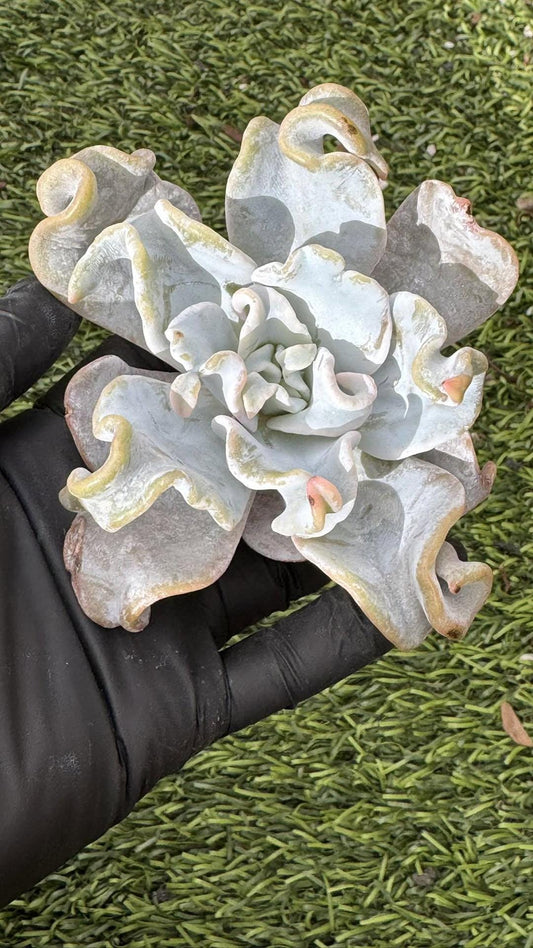 Echeveria Queen Crown | Live Succulent Plant | Korean Succulent | Rare Imported Echeveria | Imported Plants