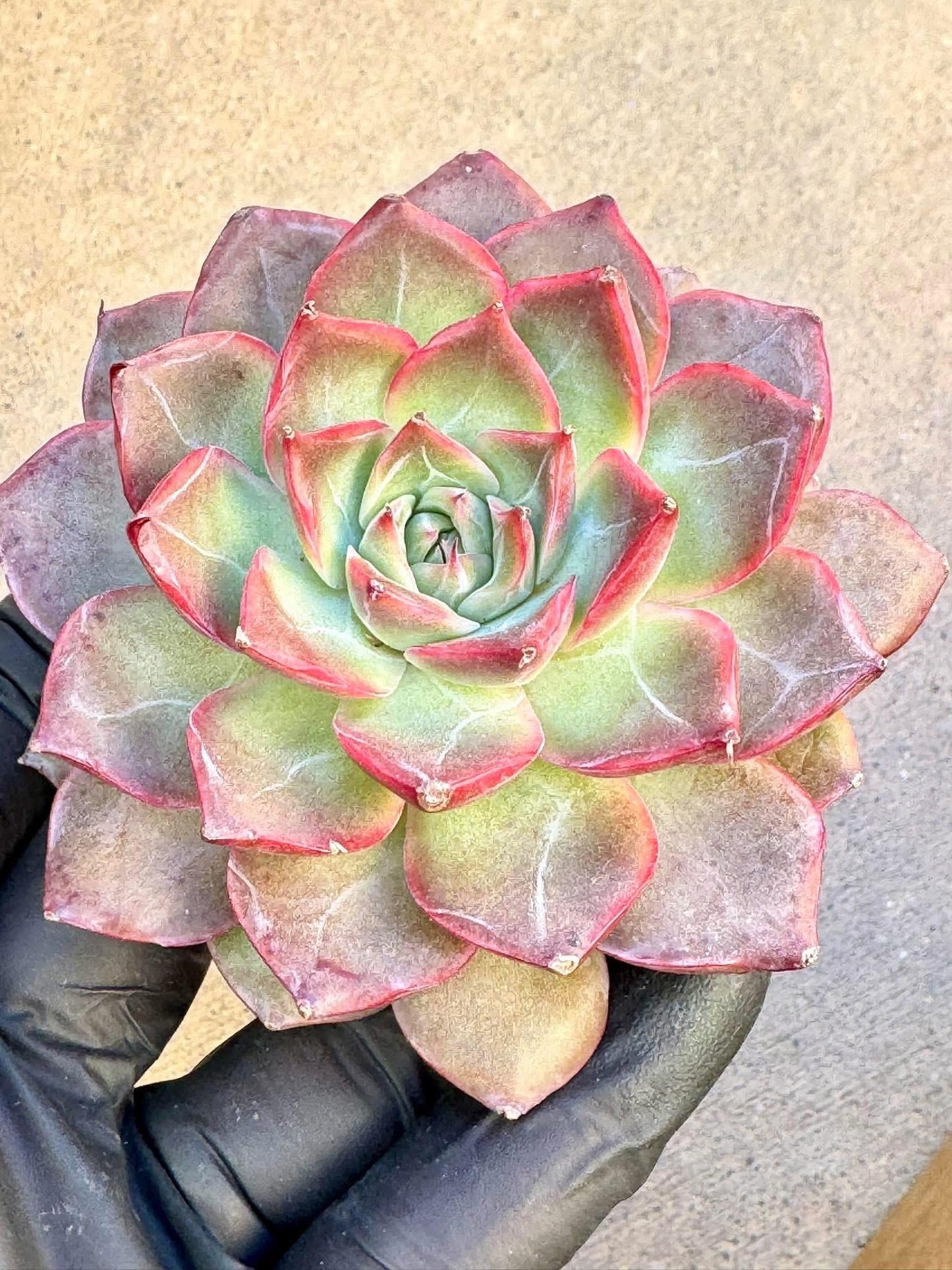 Echeveria Virgo | Live Succulent Plant | Korean Succulent | Variegated Pachyveria | Imported Plants