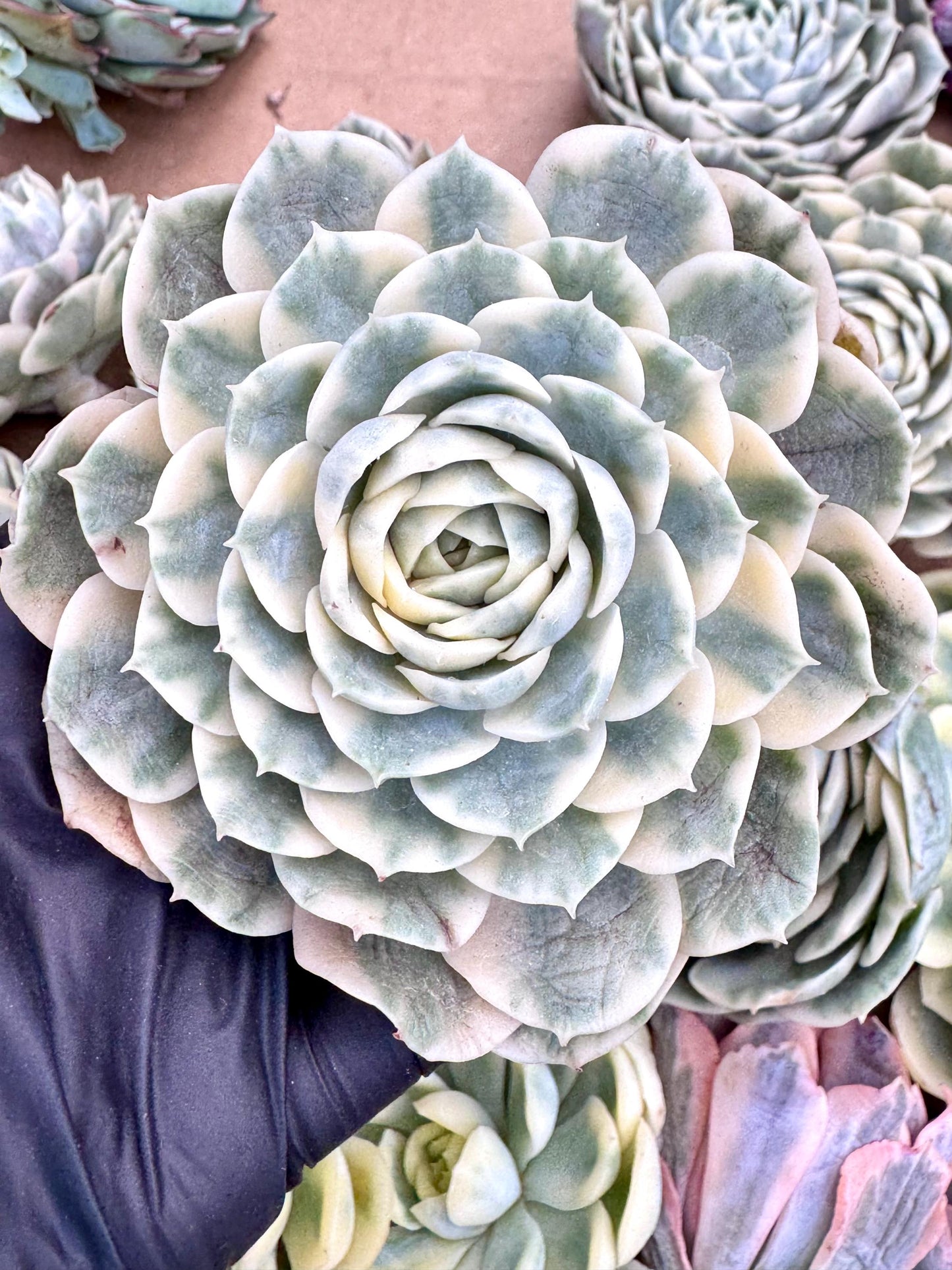 Echeveria Onslow Variegated | Live Succulent Plant | Korean Succulent | Rare Imported Echeveria | Imported Plants