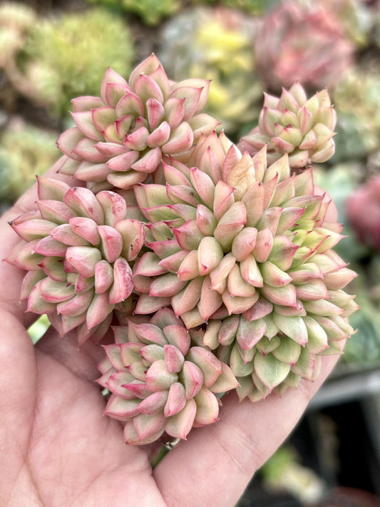 Echeveria Mebina Variegated | Live Succulent Plant | Korean Succulent | Variegated Echeveria | Imported Plants | Echeveria Clusters