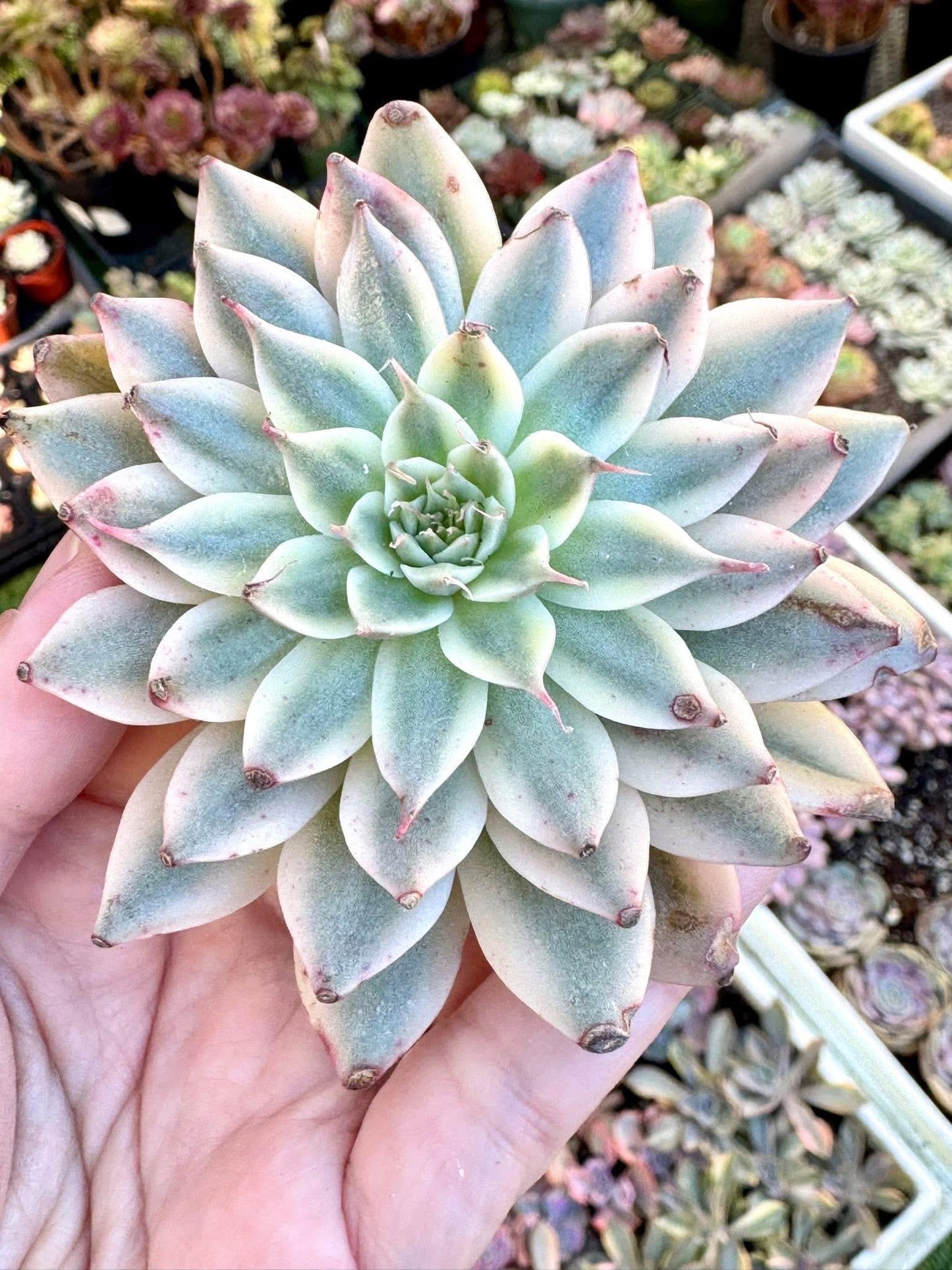 Echeveria Silver Star Variegated | Live Succulent Plant | Korean Succulent | Variegated Echeveria | Imported Plants | Echeveria Clusters
