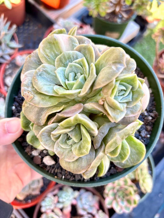 Echeveria Lovely Rose Variegated | Live Succulent Plant | Echeveria Cluster | Rare Imported Echeveria | Imported Plants