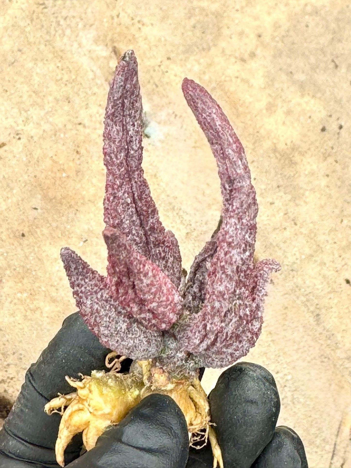 Adromischus Maculatus Red | Live Succulent Plant | Rare succulent