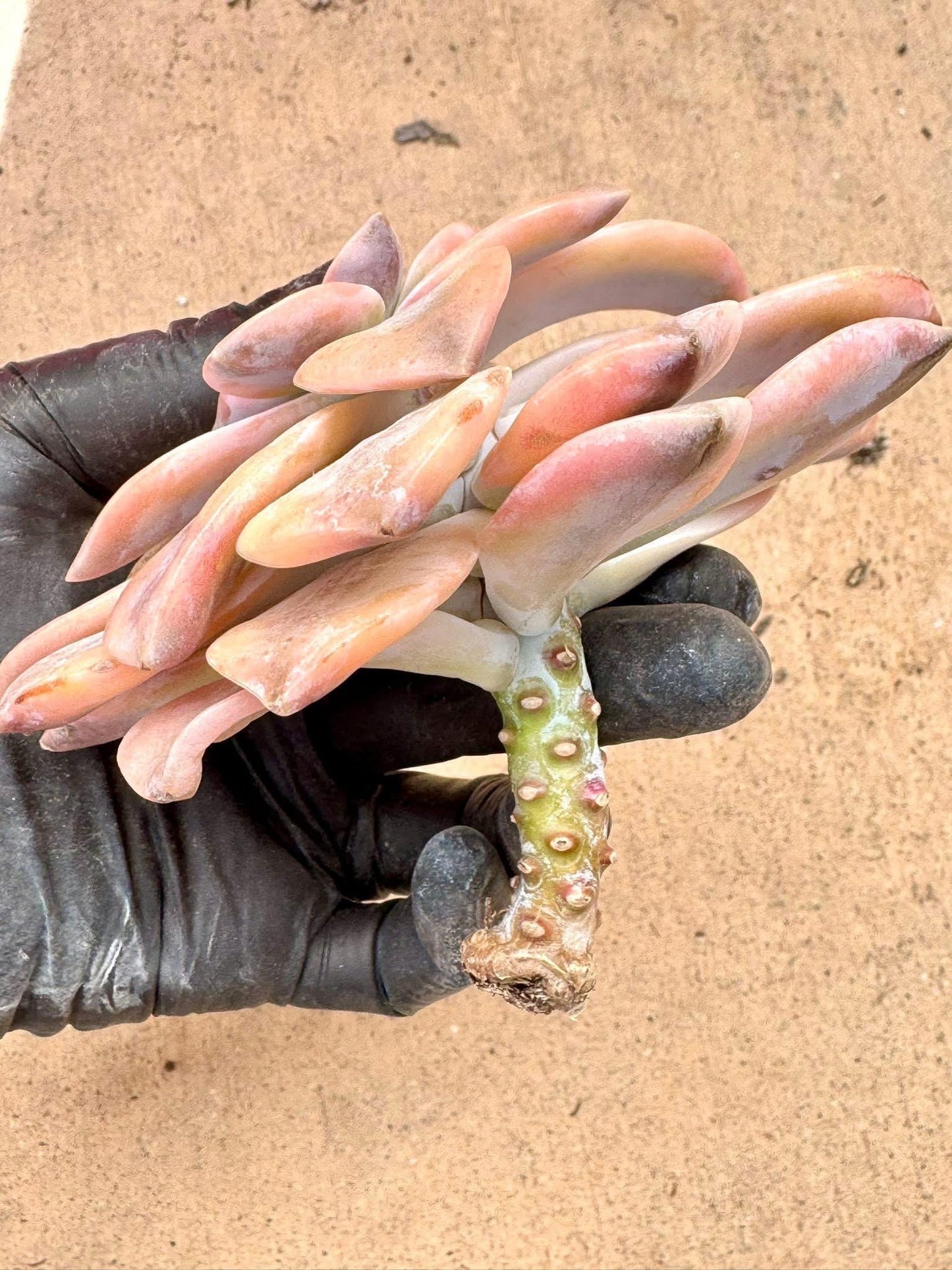 Echeveria Superbum Variegated | Live Succulent Plant | Korean Succulent | Variegated Echeveria | Imported Plants | Echeveria Clusters