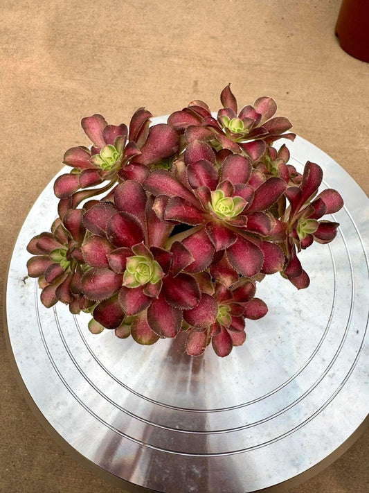 Aeonium Shao Hua Teacup Lollipop | Rare Imported Succulent | Collector’s Succulent