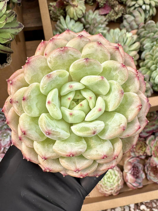 Echeveria Moon Lake | Live Succulent Plant | Korean Succulent