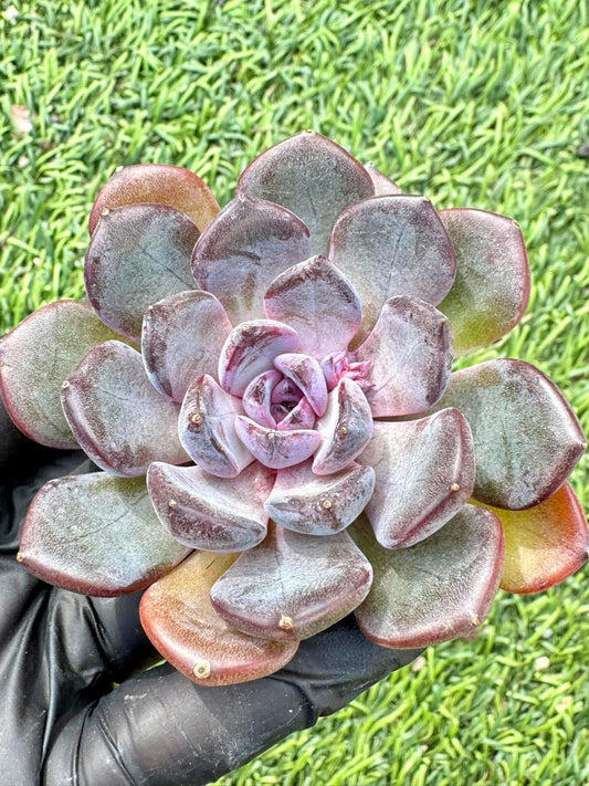 Echeveria Black Currant | Live Succulent Plant | Imported Succulent | Variegated Echeveria | Imported Echeveria