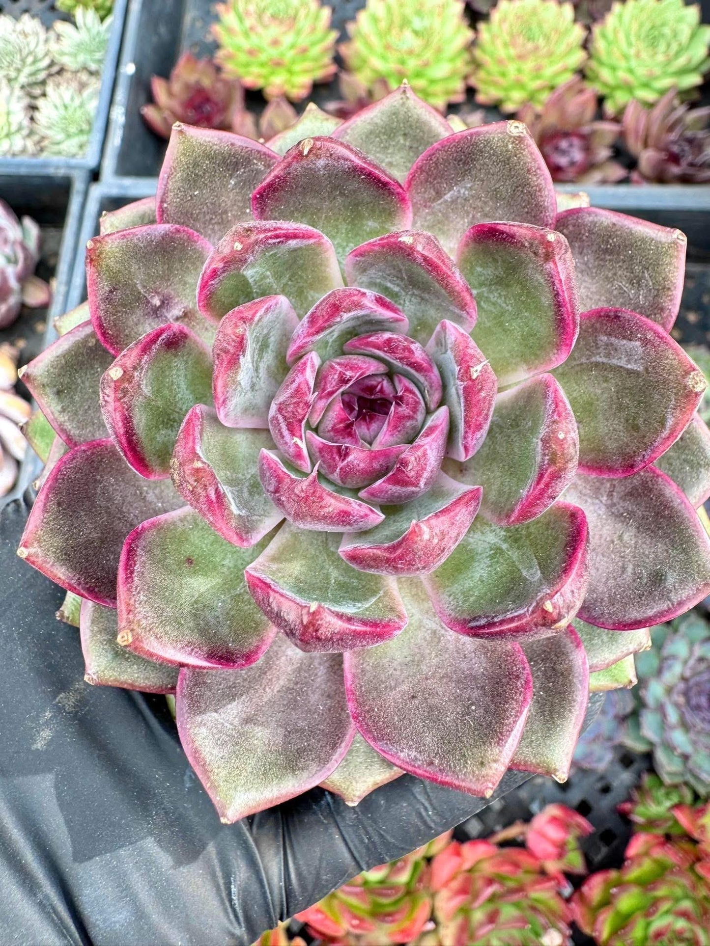 Echeveria Purple Berry | Live Succulent Plant | Korean Succulent | Variegated Pachyveria | Imported Plants
