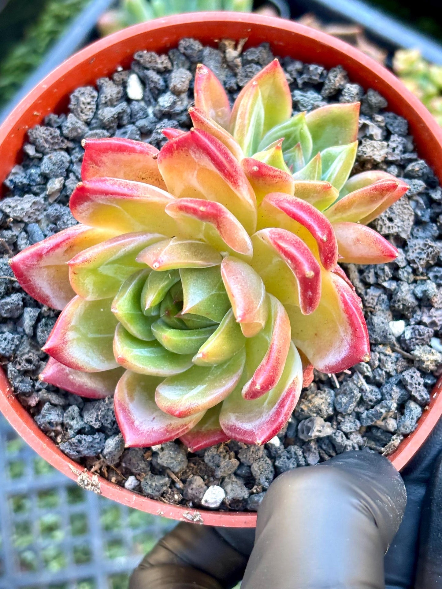 Echeveria Helena | Live Succulent Plant | Korean Succulent | Rare Imported Echeveria | Imported Plants