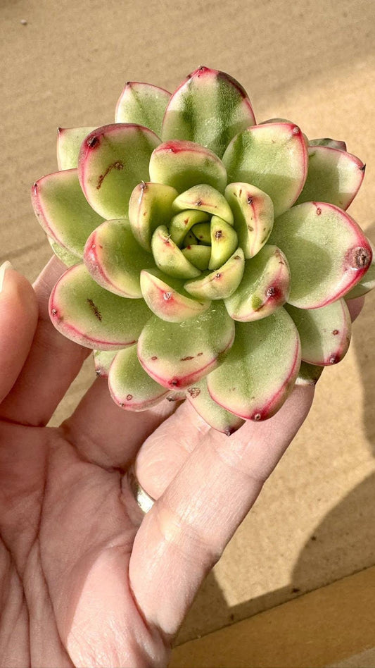 Echeveria Royal Chanel Variegated | Live Succulent Plant | Korean Succulent | Rare Imported Echeveria | Imported Plants