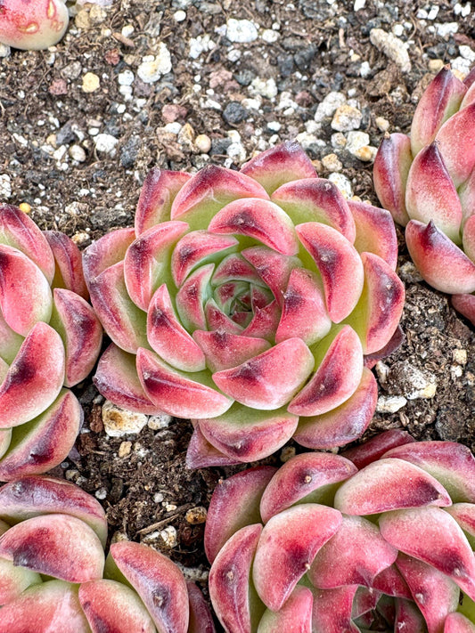 Echeveria Bonfire | Live Succulent Plant | Korean Succulent