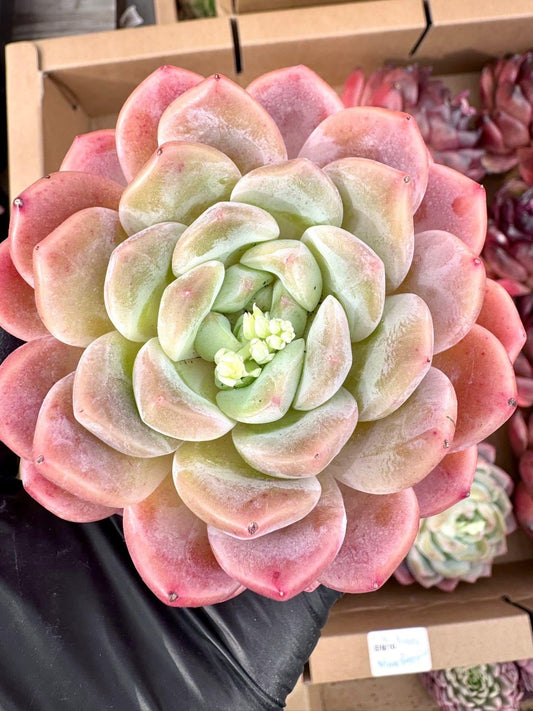 Echeveria Pink Beauty | Rare Imported Succulent | Collector’s Succulent