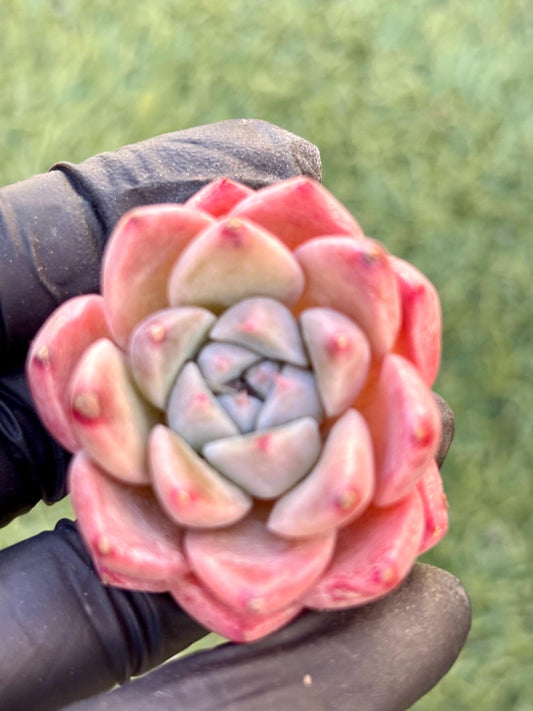 Echeveria Like A Dream | Live Succulent Plant | Imported Plants | Imported Echeveria