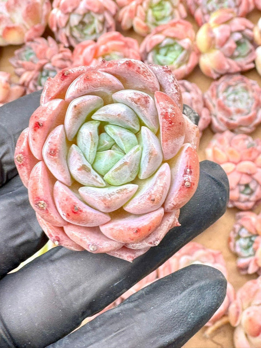 Echeveria Amber | Live Succulent Plant | Variegated Echeveria - Pack of 5 Pcs