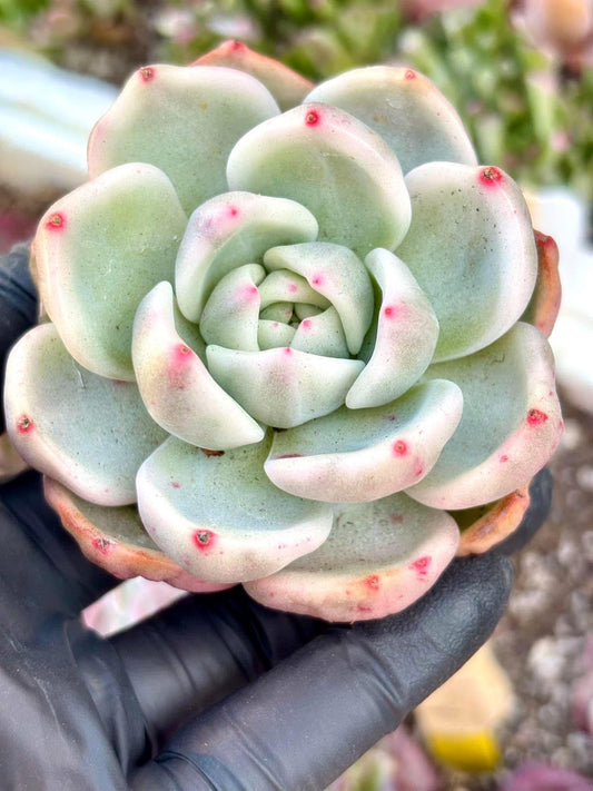Echeveria Champagne Variegated | Live Succulent Plant | Imported Plants | Echeveria variegated