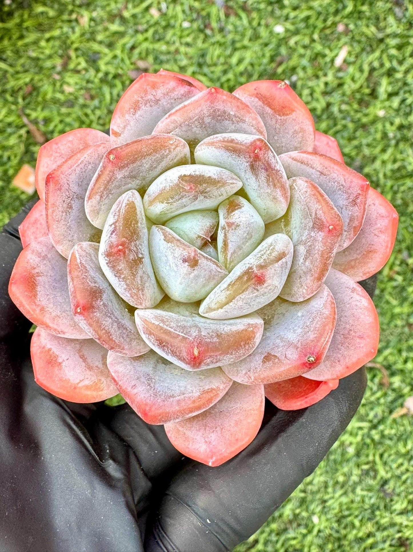 Echeveria Sakura Dream | Live Succulent Plant | Korean Succulent | Variegated Echeveria | Imported Plants