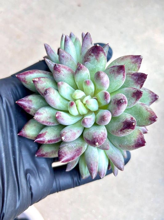Echeveria Poppy | Live Succulent Plant | Korean Succulent | Rare Imported Echeveria | Imported Plants