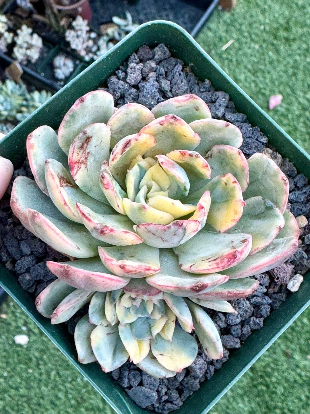 Echeveria Bana Variegated | Rare Imported Succulent | Collector’s Succulent