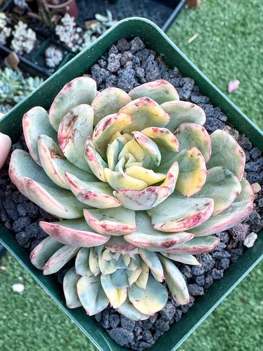 Echeveria Bana Variegated | Rare Imported Succulent | Collector’s Succulent
