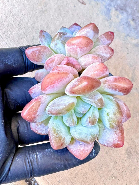 Echeveria Frost Work | Live Succulent Plant | Korean Succulent | Variegated Echeveria | Imported Plants | Echeveria Clusters