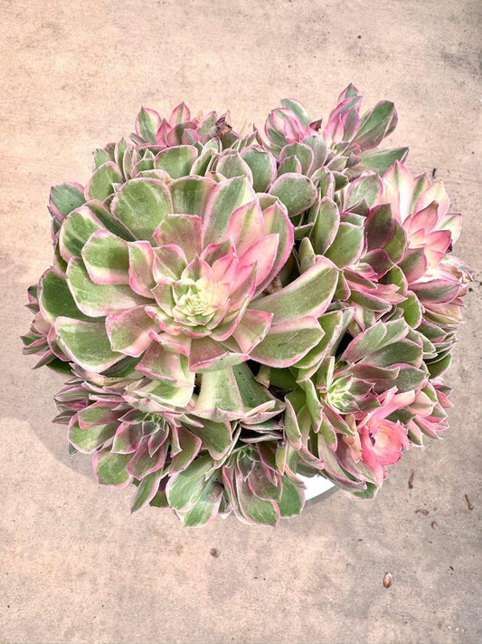 Aeonium Safflower Lang Variegated | Live Succulent Plant | Korean Succulent | Rare Imported Echeveria | Imported Plants