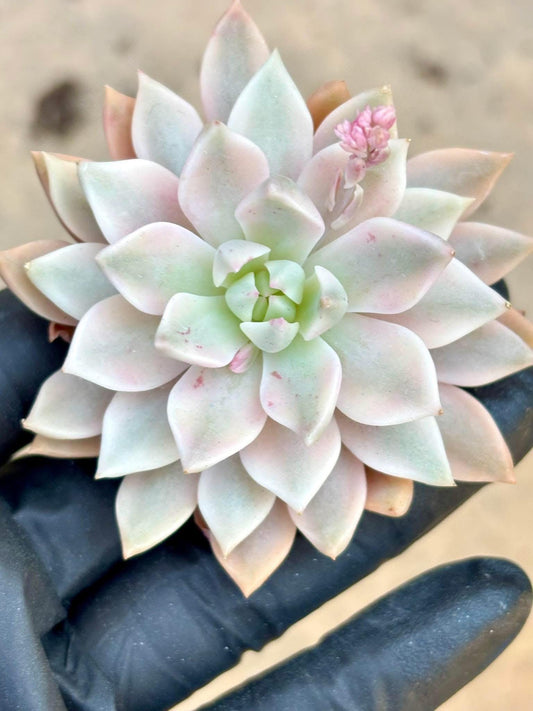 Echeveria Scarlett Variegated | Live Succulent Plant | Korean Succulent | Rare Imported Echeveria | Imported Plants