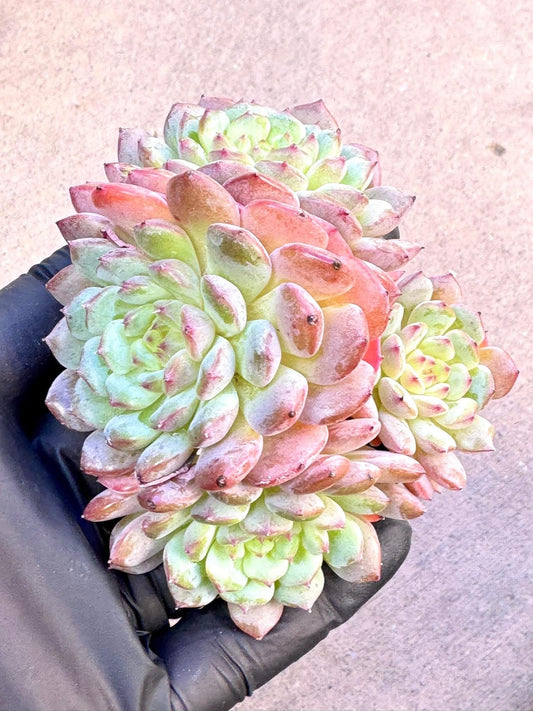 Echeveria White Farm | Live Succulent Plant | Korean Succulent | Variegated Echeveria | Imported Plants