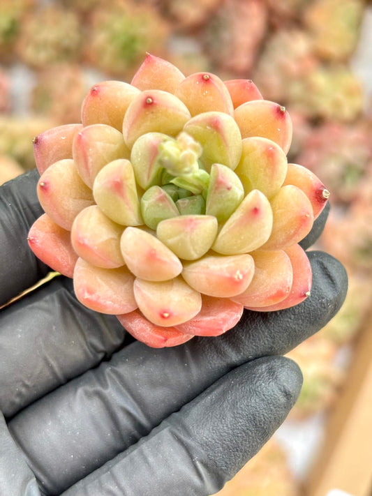 Echeveria Racoon Live Succulent Plant | Korean Succulent | Rare Imported Echeveria | Imported Plants
